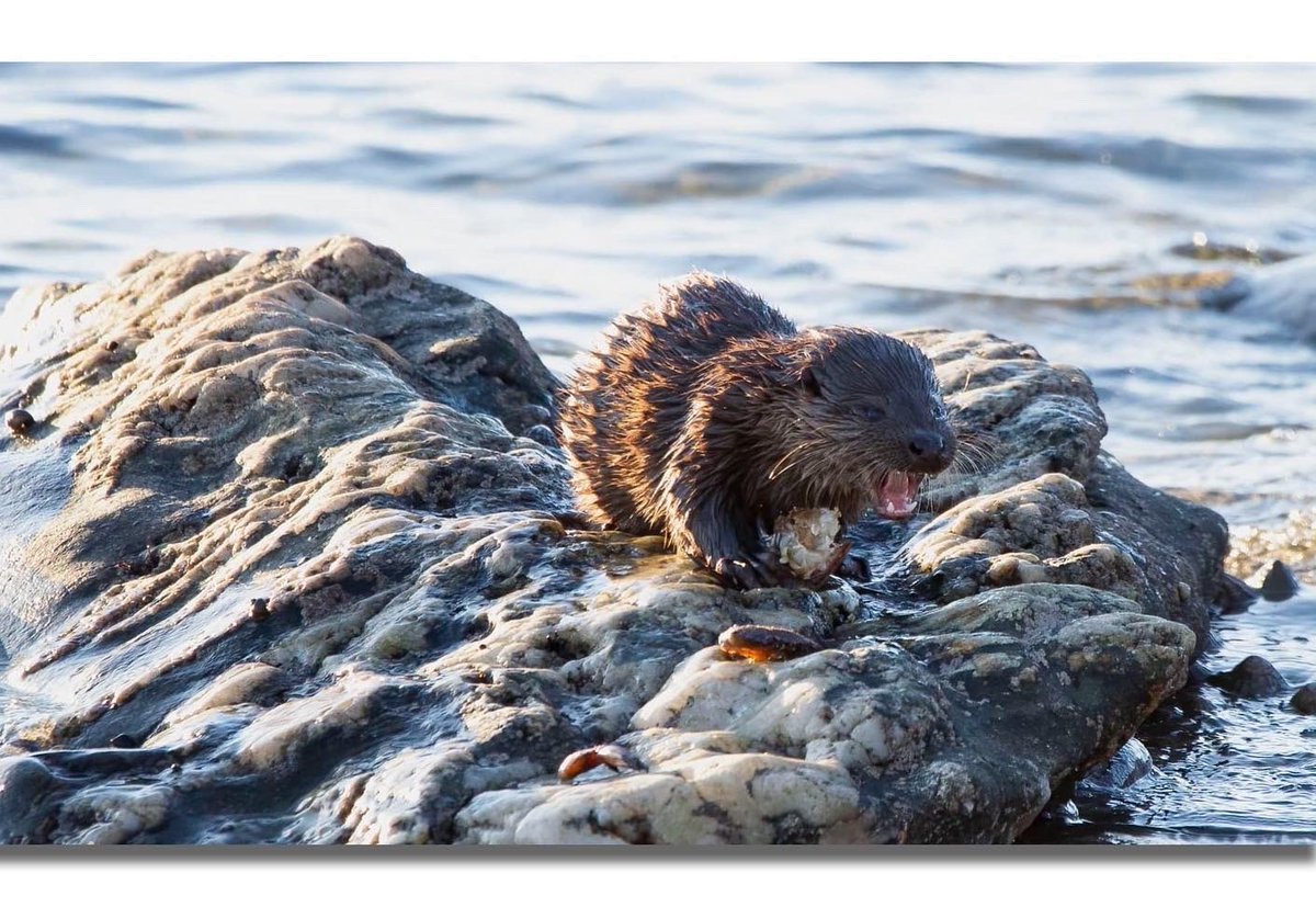 Buteographygirl tweet media