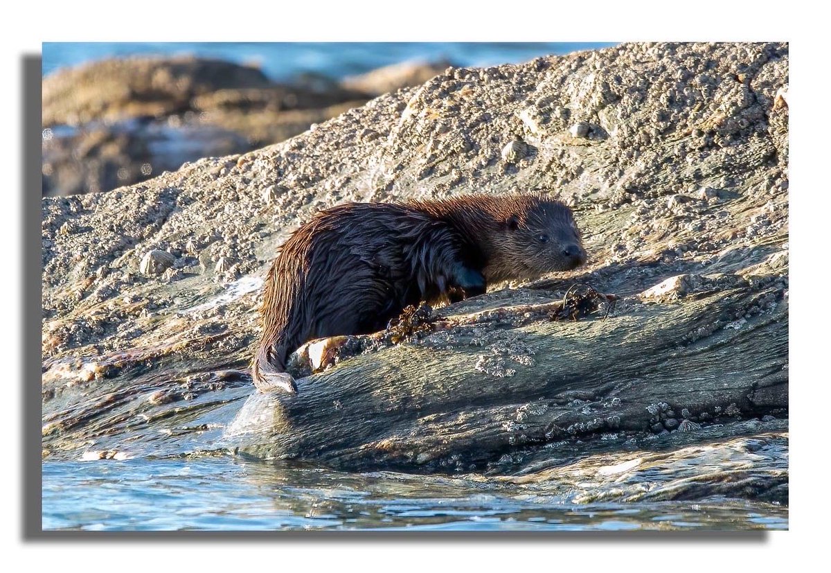 Buteographygirl tweet media