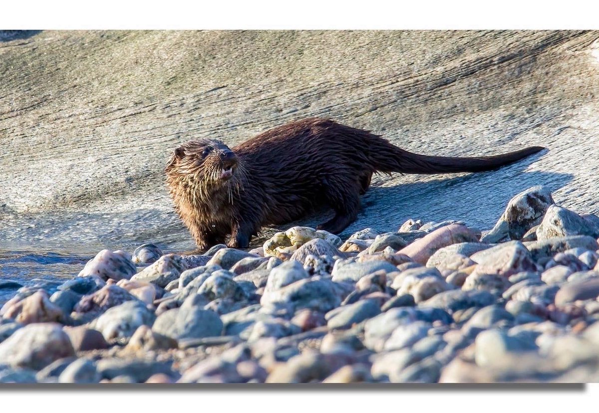 Buteographygirl tweet media