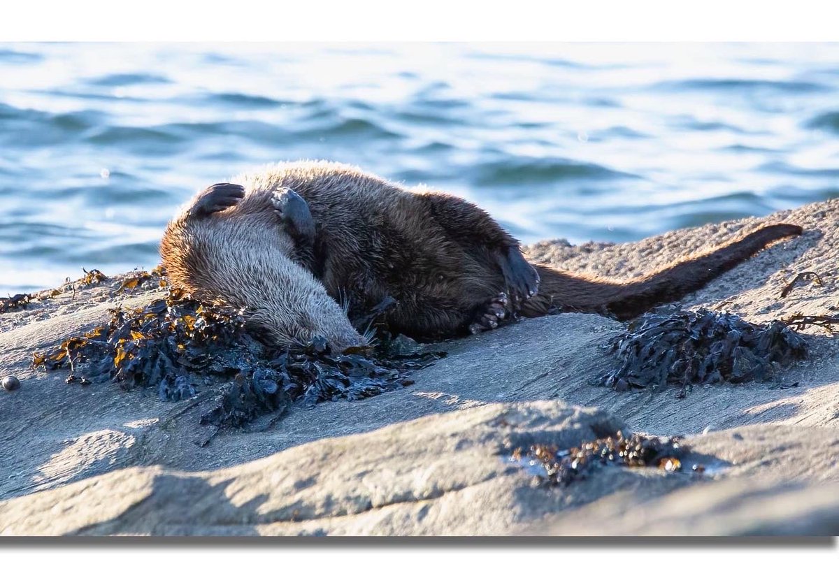 Went out for ice for camera club challenge came back with loads of otter photos #otters #bute #isleofbute #nature #wildlife #healingpowerofnatute