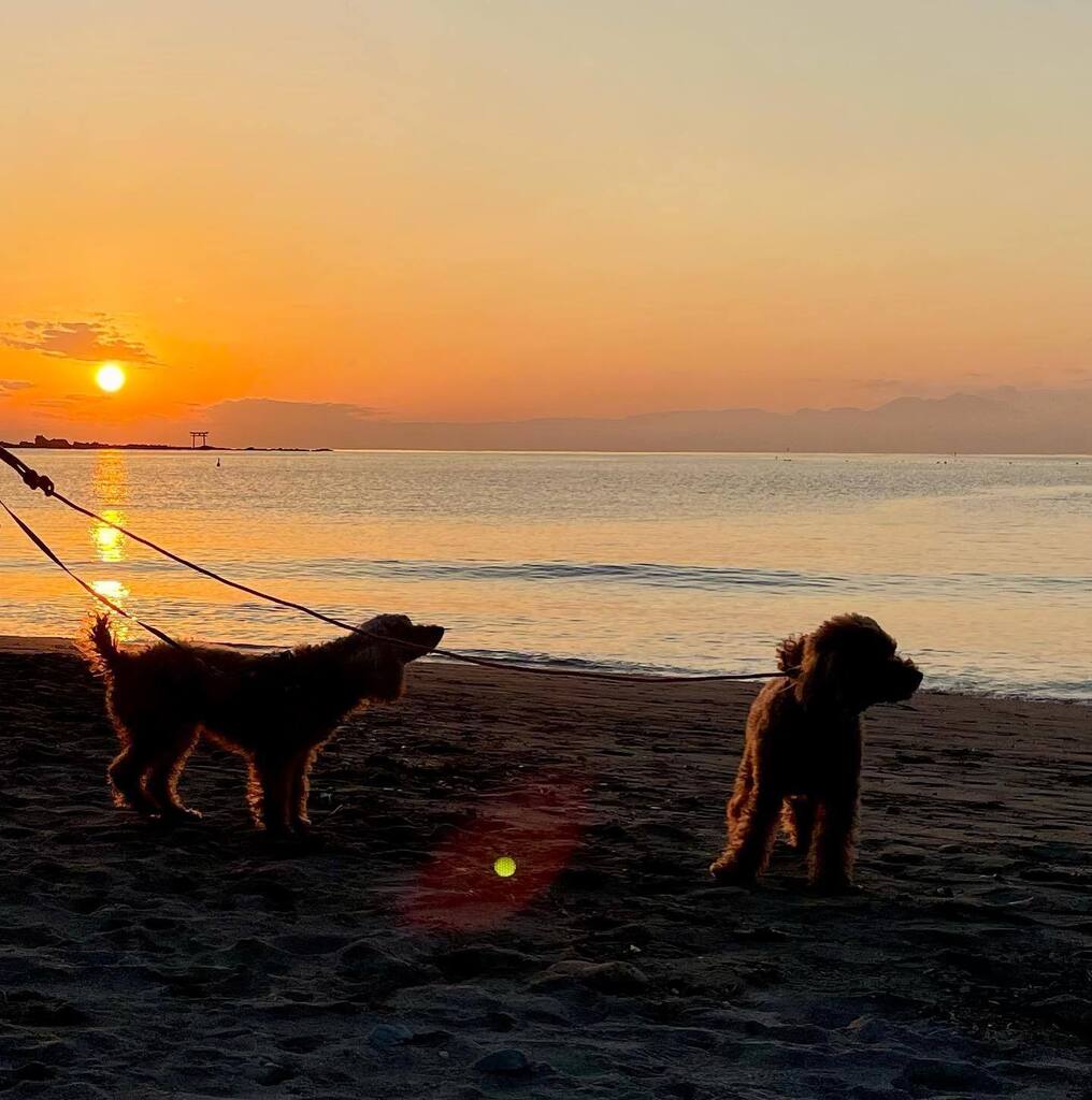 hscsailing's tweet photo. 寒さが厳しくなってきました！
でも日も長くなってきましたね^_^森戸海岸の夕日、今日もキレイでした。
#森戸海岸
#葉山
#葉山セーリングクラブ
#葉山シーカヤッククラブ
#トイプードル
#hsc https://t.co/OjfeHQhj64 https://t.co/Odps2DRiK0