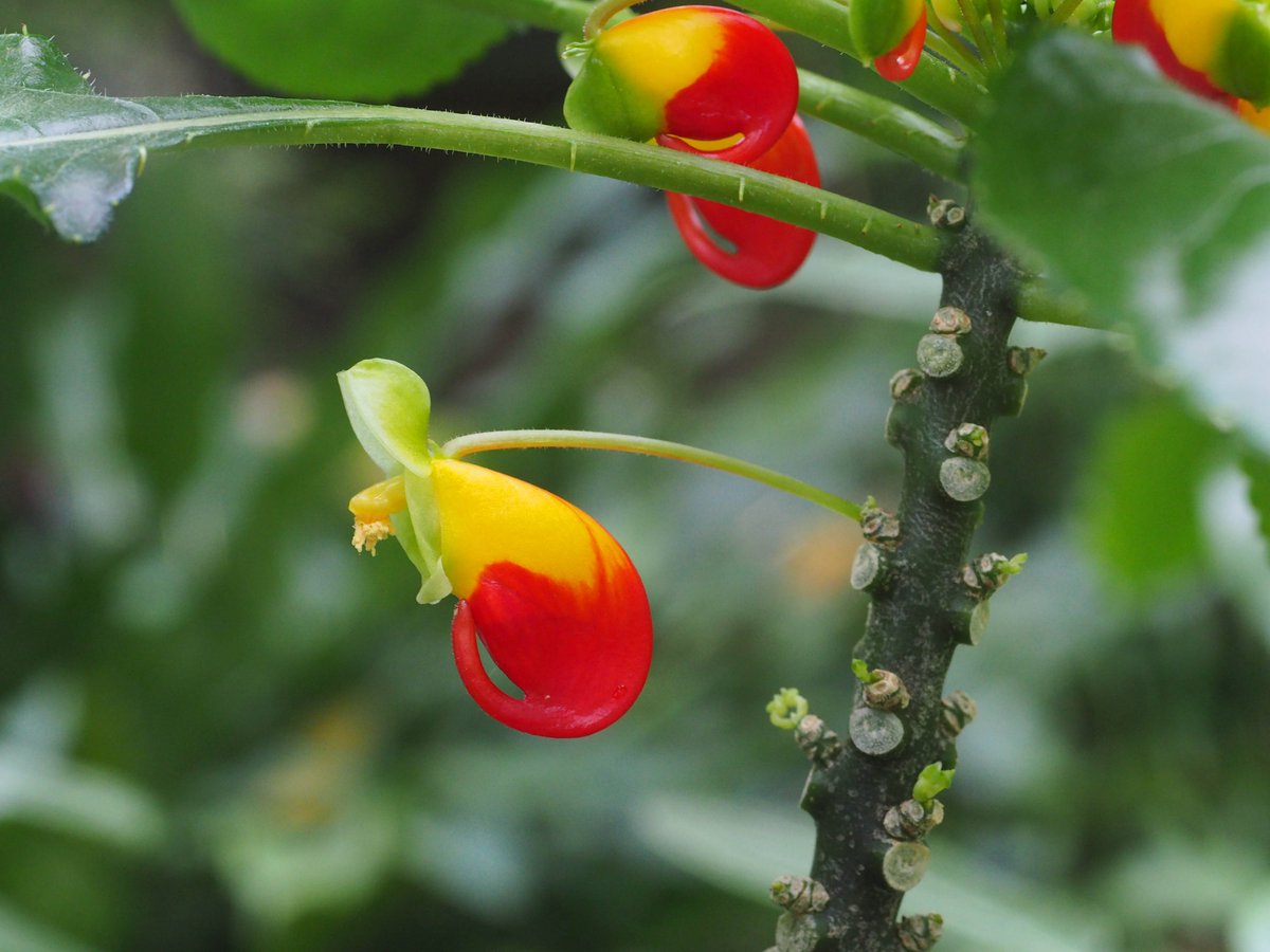 Aktuelles Highlight im Garten ist die Papageienpflanze (Impatiens niamniamensis) - tatsächlich ist die blühfreudige Pflanze das ganze Jahr über mit ihren bunten Büten zu bestaunen.
#BotanischerGarten #Tübingen