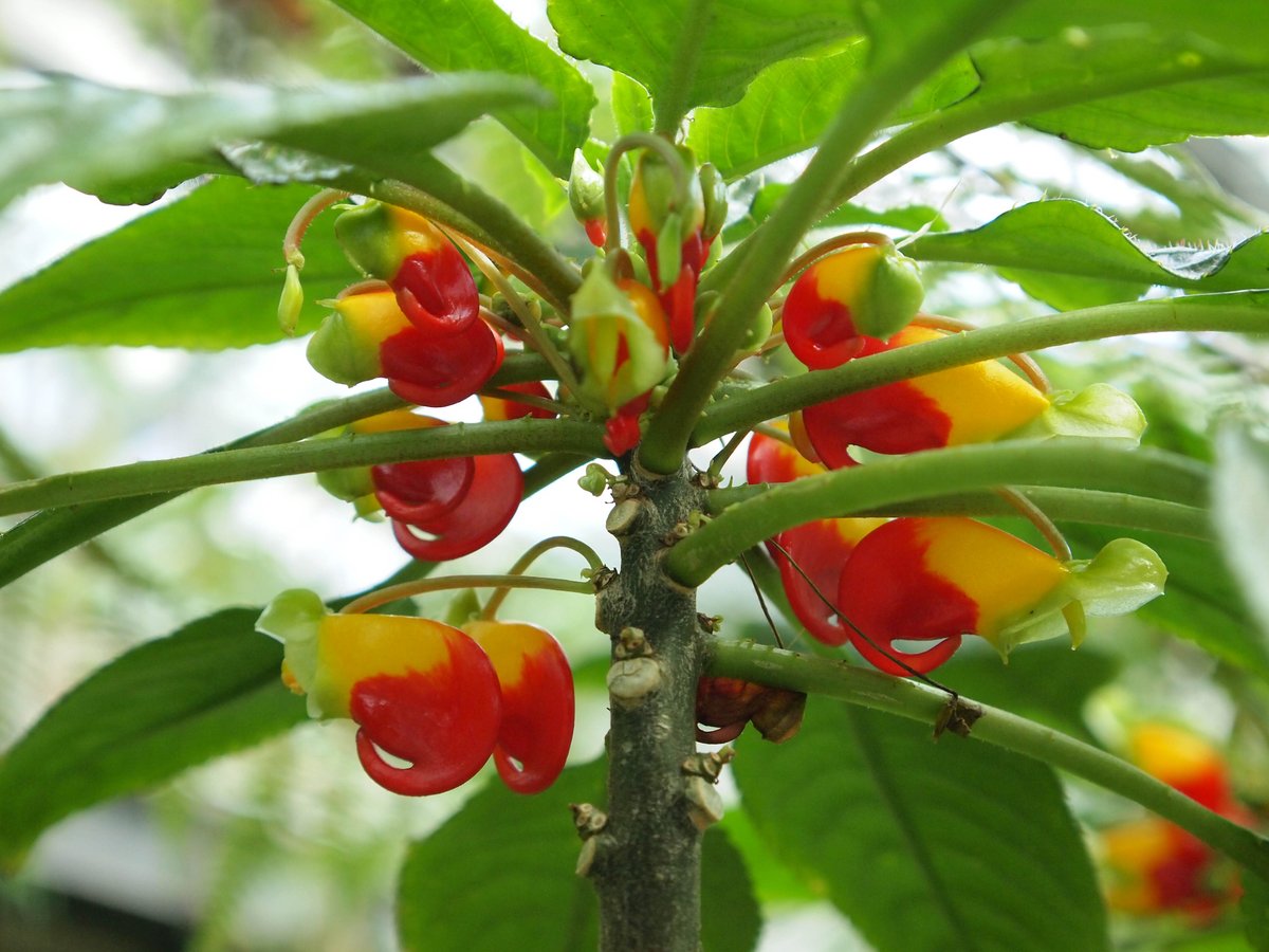 tueboga's tweet photo. Aktuelles Highlight im Garten ist die Papageienpflanze (Impatiens niamniamensis) - tatsächlich ist die blühfreudige Pflanze das ganze Jahr über mit ihren bunten Büten zu bestaunen.
#BotanischerGarten #Tübingen https://t.co/1rgCm36my4