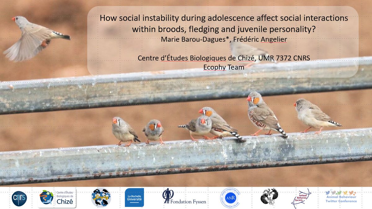 1/6 #AnimBehav2023 In altricial bird species, social environment plays a crucial role in juvenile #development. However, whether and how social instability affect brood #socialinteractions, #fledging and juvenile #personality is poorly understood <a href="/CEBC_ChizeLab/">CEBC/ChizéLab</a> <a href="/Ecophy_CEBC/">Ecophy</a>