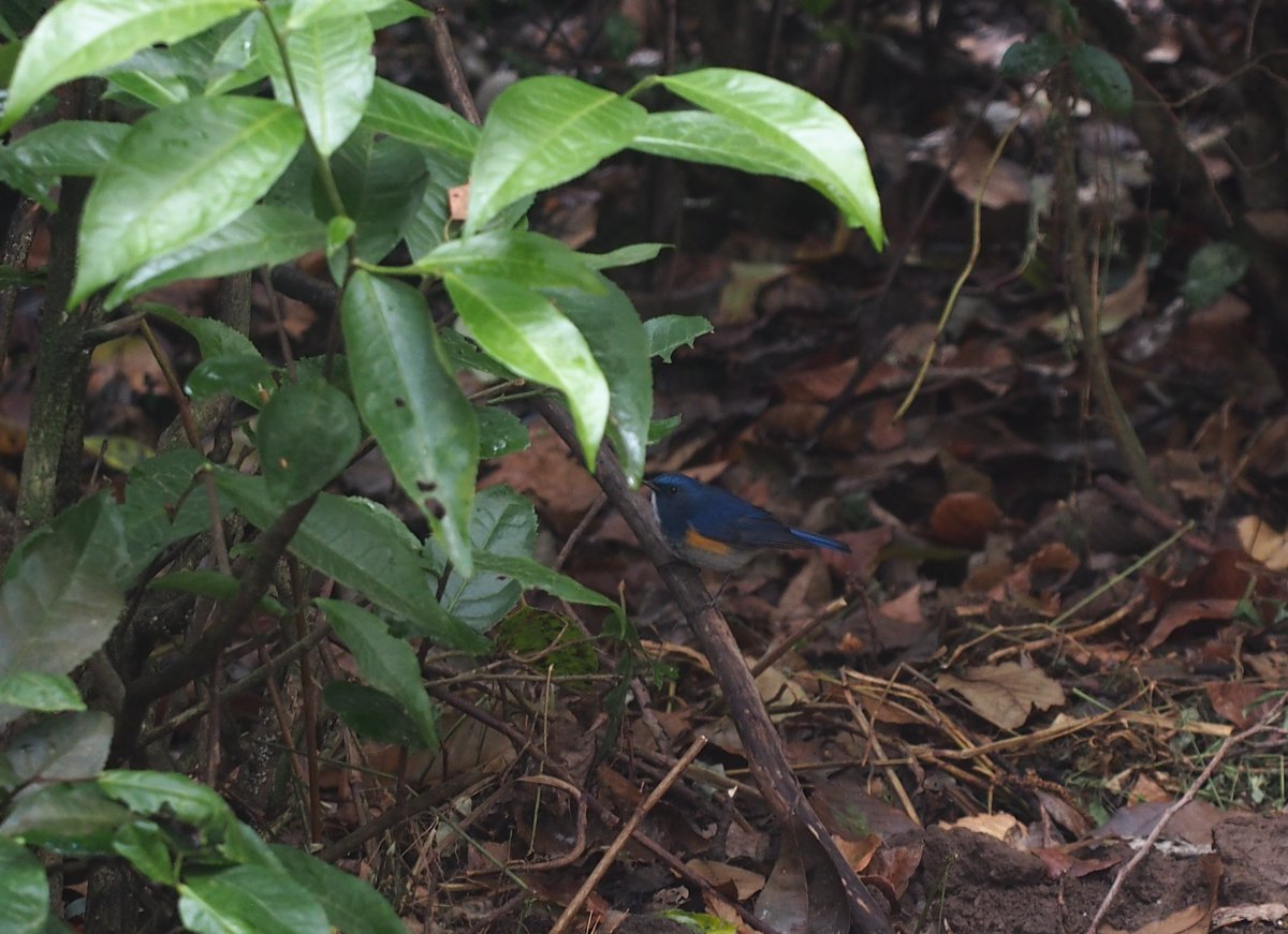 FaunaTea's tweet photo. The Himalayan bluetail, Tarsiger rufilatus at Mt. Cang foothills https://t.co/nkQWr6wOdS