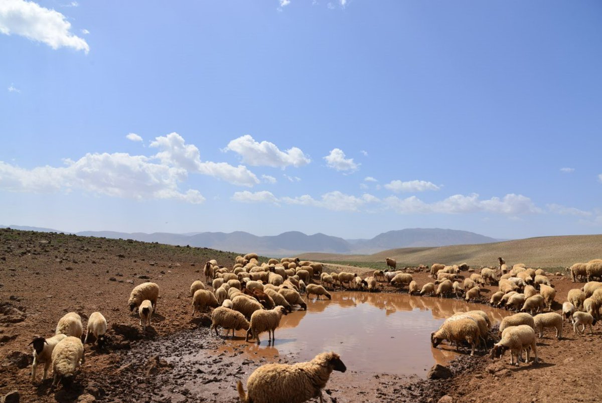 LPM_Morocco's tweet photo. Pour la 26ème édition du #4LTrophy2023 , Cap Eco Solidaire soutient le Fonds de l’eau du Sebou en proposant aux participant.e.s de contribuer au financement d’un ouvrage de collecte des eaux de ruissellement dans un village de la région d’Ifrane https://t.co/iRhqWGN5uj . https://t.co/WKJSxFa5Al