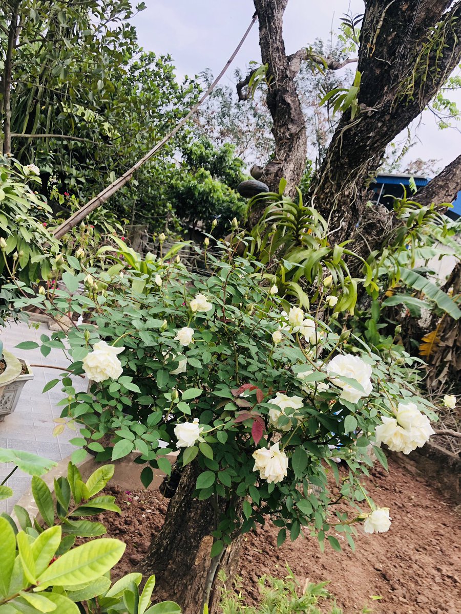 TranThuDung2's tweet photo. Home π‘ sweet home π¦₯πππππΌπΌπΈπΈπΈπΈπΈπΈπππ
#spring_2023 https://t.co/nFDqK33JMK