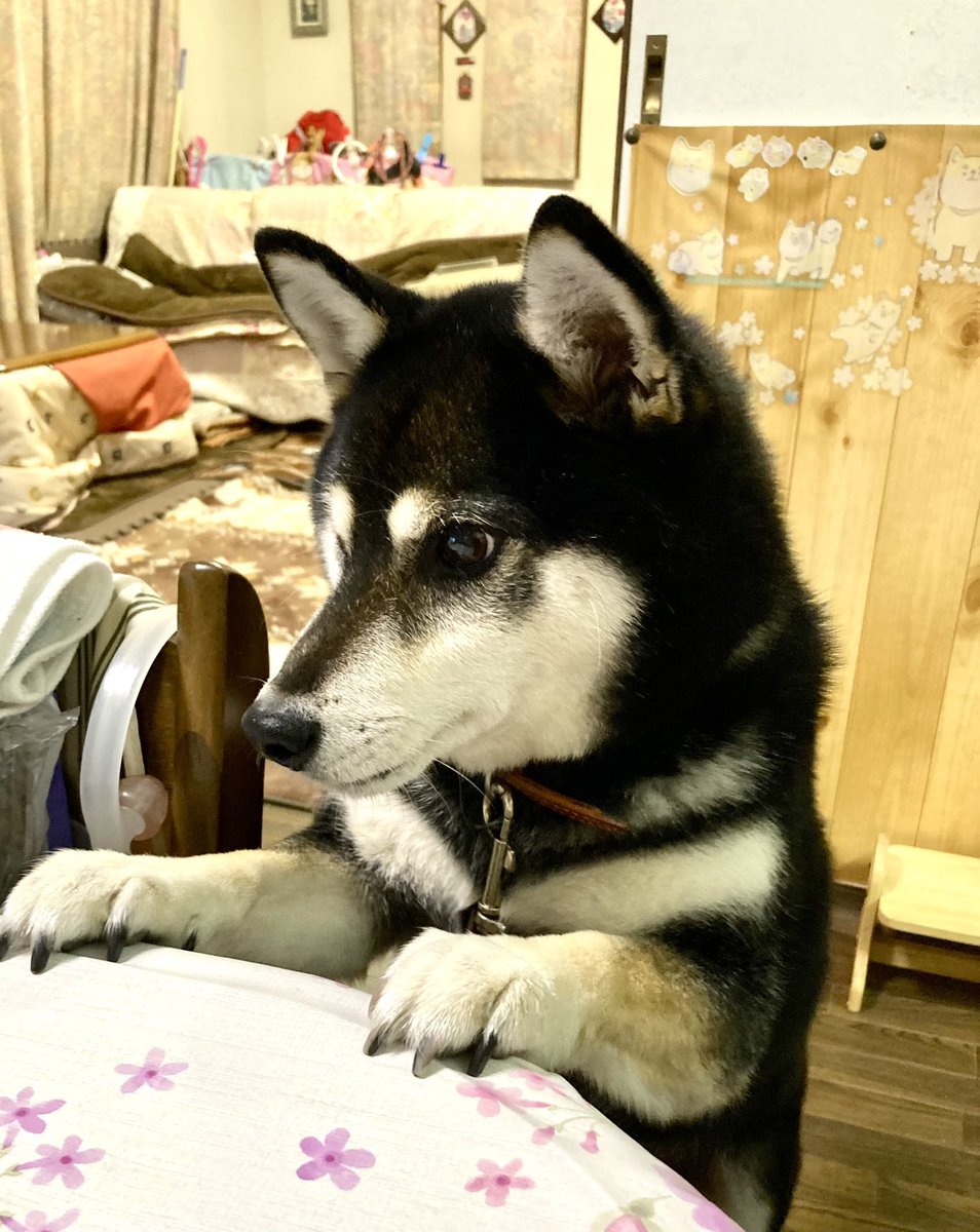 robshinta's tweet photo. 昨日はらん子のバースデーだった😊 https://t.co/jNA7dBFoxs