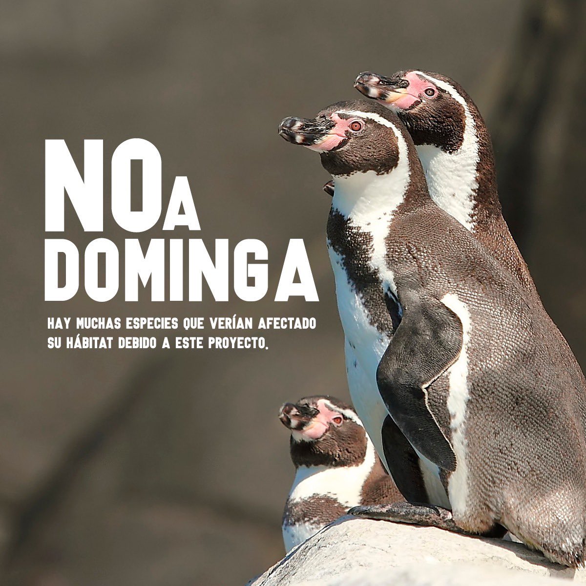 cnashr's tweet photo. A veces, pocas veces, ganan los más débiles y merece la pena celebrarlo #NoDominga https://t.co/WMXkuBBffg