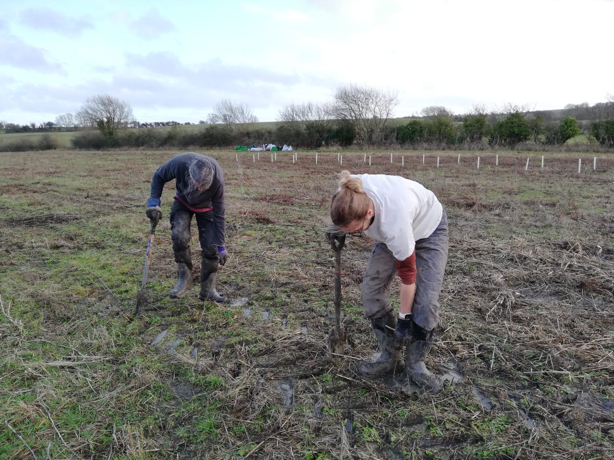 FutureTreesUK's tweet image. It begins! The start of the planting of a Sycamore progeny trial in Oxfordshire. The trees came from the clonal seed orchards by individual mother tree and raised as cell grown planting stock at Cheviot Trees before being planted. 

#sycamore #progenytrial #treeresearch