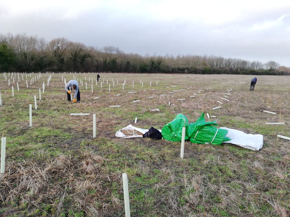 FutureTreesUK's tweet image. It begins! The start of the planting of a Sycamore progeny trial in Oxfordshire. The trees came from the clonal seed orchards by individual mother tree and raised as cell grown planting stock at Cheviot Trees before being planted. 

#sycamore #progenytrial #treeresearch