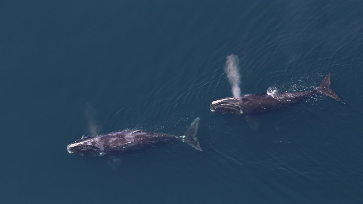 NOAAFish_GARFO's tweet photo. Have a question about whales and offshore wind? Head to our website to see frequently asked questions about interactions between offshore wind energy projects and whales on the East Coast. https://t.co/DnLFouphdB

Photo Credit: Tim Cole/NOAA Fisheries, NEFSC https://t.co/iA6I6O844T