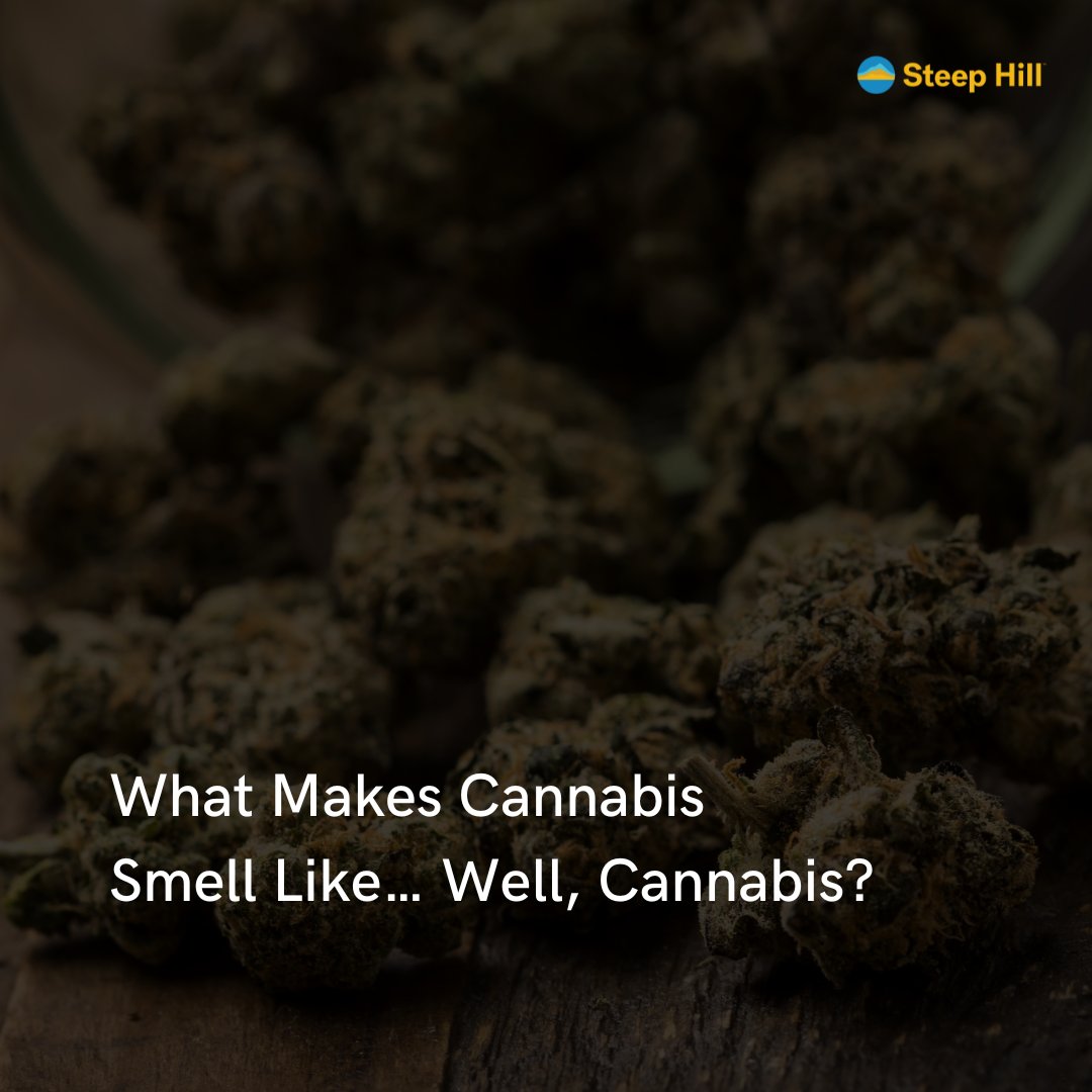 There’s a lot to say about the smell of cannabis. Its distinct smell, whether freshly ground or combusted nearby, is sure to elicit reactions and comments from those who catch a waft. Learn more about what gives cannabis its distinct smell! 
steephill.com/post/what-make…