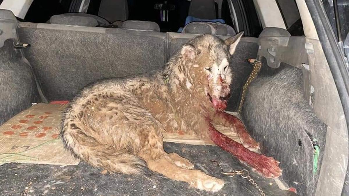 Este es Somo, acribillado con más de 300 perdigones, fue tiroteado por un concejal del <a href="/ppopular/">Partido Popular</a> del municipio de Muel, otro de los perros murió. Condenado a 23 meses de prisión, el partido popular no lo ve suficiente como para expulsarlo. ¿<a href="/NunezFeijoo/">Alberto Núñez Feijóo</a> no le da vergüenza?