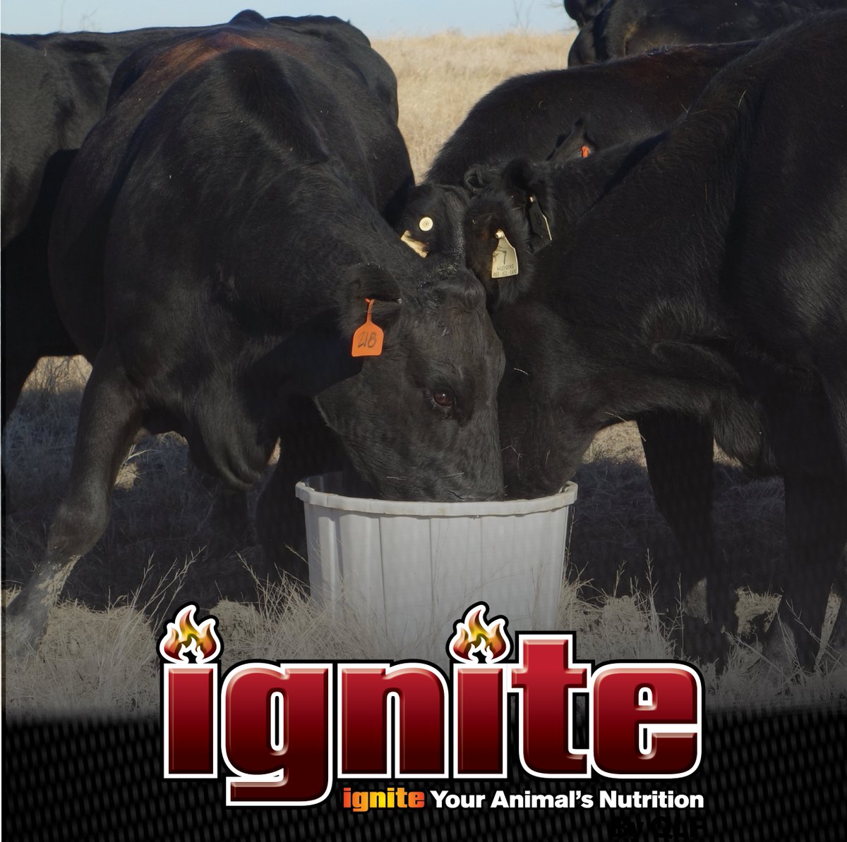 Unable to make it to the NCBA Tradeshow in New Orleans?  That's ok we still want to give you a chance to win Ignite Tubs by QLF!  Click the link below to enter to win!  
qlf.com/enter-to-win/