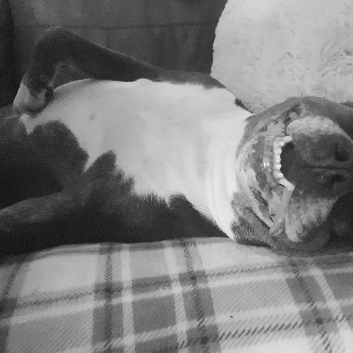 CleanbeeH's tweet image. Nothing could have prepared me for loosing you my boy 💙 you where literally the light of my life, my companion when I was feeling down and one of the best things that ever happened to me.
You was always loved so much and you will always be missed 💙💙💙💙💙