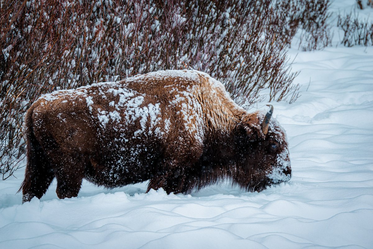 Leaving Montana. Yellowstone was beyond words. The wildlife, the scenery, and some of the nicest people I've ever come across.

I'll be dealing with the desire to quit my job for an outdoors one yet again for quite some time
