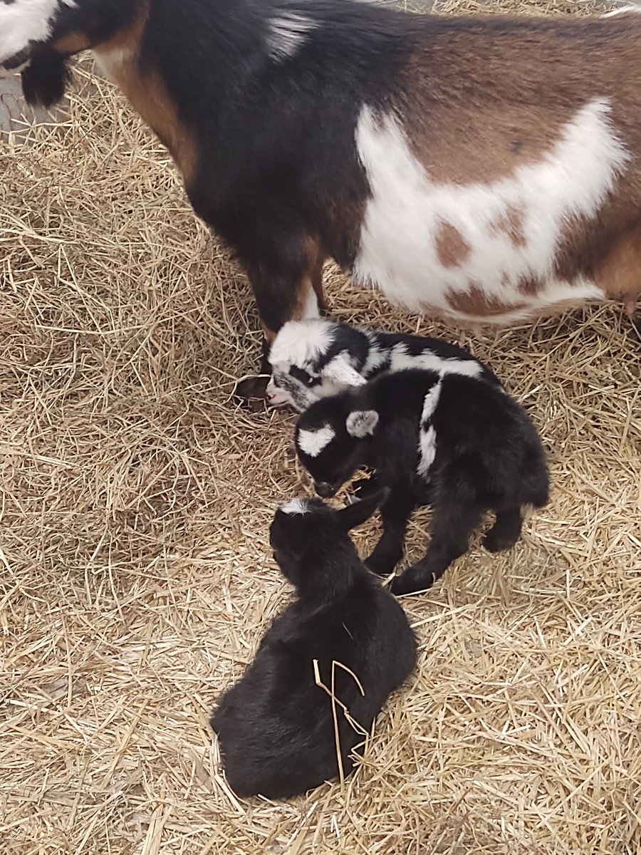 AmyMSullivan77's tweet photo. Just a small reminder of why I love my job, soooo much! New babies for the Animal Management students. And peep Jacob checking out the goats! https://t.co/uRqgKj1gTR
