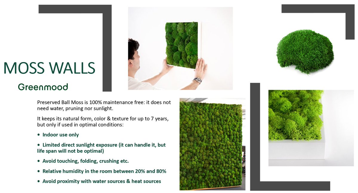 TimelessKitchDz's tweet photo. A7 Biophilia design and plants: Moss Wall by Greenmood. I was at a local restaurant recently and they had several of these walls, with signs not to touch!  LIVE!
  #KBtribechat #timelesskitchendesign https://t.co/qgtldHTXyC