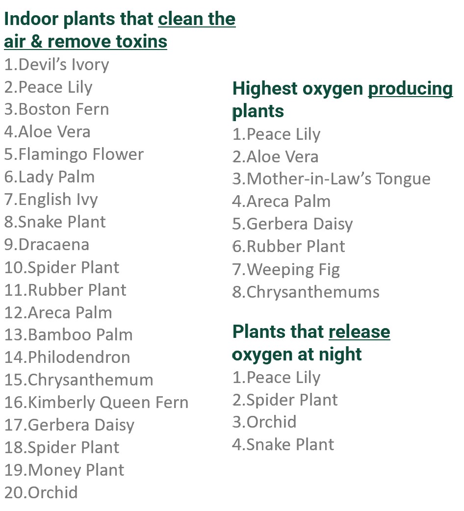 TimelessKitchDz's tweet photo. A7 Biophilia design and plants: The snake plant is the BEST for air quality.  So much of biophilic design is about WELLNESS!

 #KBtribechat #timelesskitchendesign https://t.co/xwtiYoxNff