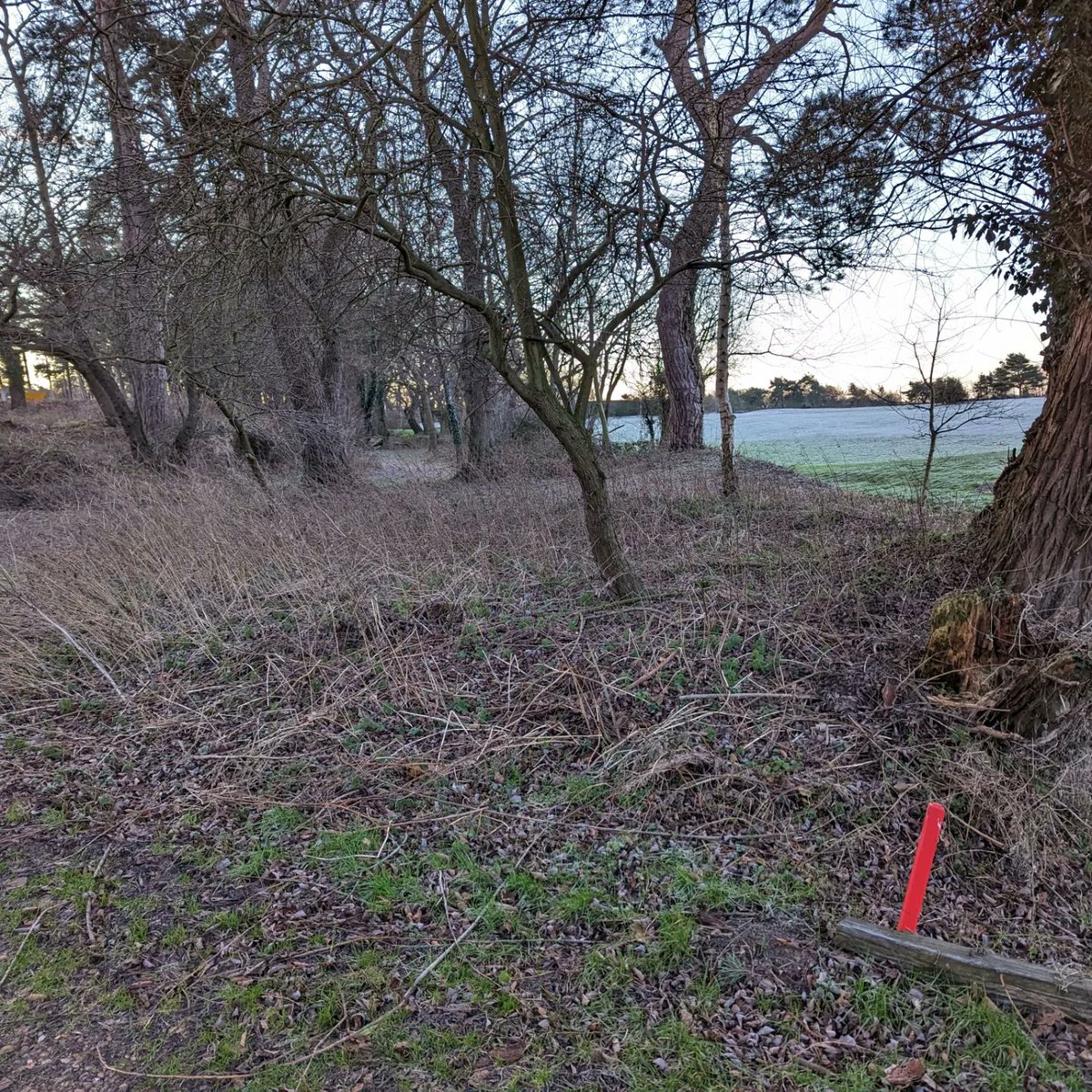 KimberleyYeldh1's tweet photo. Thank you @Ji1973m for the ecology advise last month. Today we tackled the woodland area right of the 1st. Fallen trees & brambles were removed, the area strimmed & raked. Looking forward to seeing the bluebells in spring. Bird boxes will be placed in this area.#golfcourseecology https://t.co/5QnLq0QWQ6
