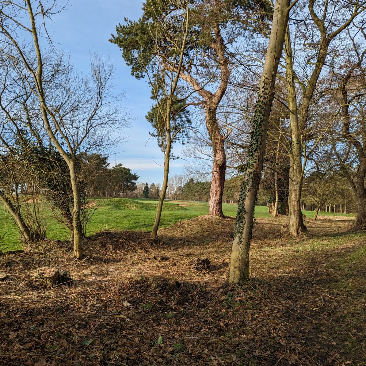 KimberleyYeldh1's tweet photo. Thank you @Ji1973m for the ecology advise last month. Today we tackled the woodland area right of the 1st. Fallen trees & brambles were removed, the area strimmed & raked. Looking forward to seeing the bluebells in spring. Bird boxes will be placed in this area.#golfcourseecology https://t.co/5QnLq0QWQ6