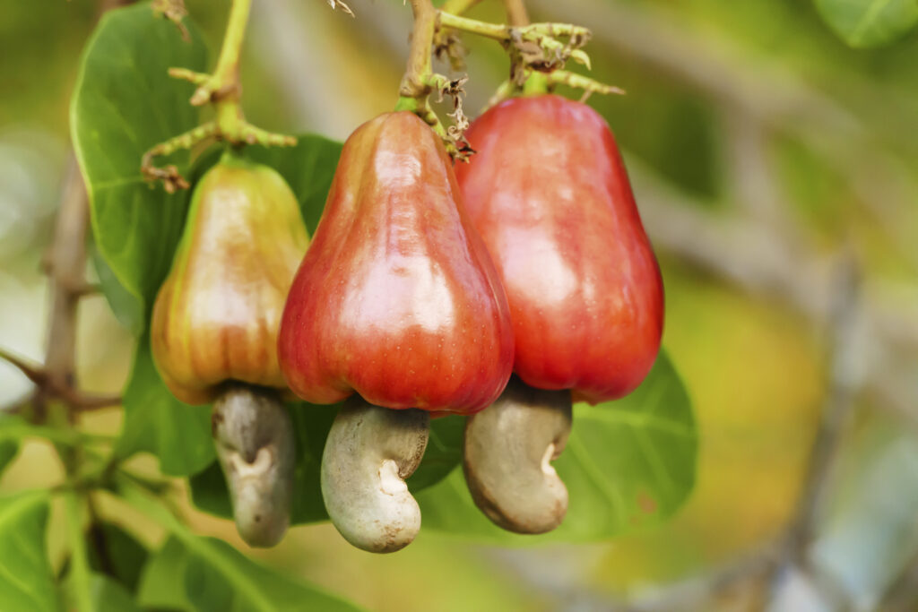 I cannot be the only one who just learned cashews came from a fruit?!?!