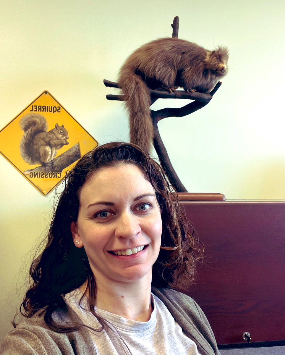 treeshrew13's tweet image. Can’t miss out on #MuseumSelfieDay with a friendly rodent office mate @nmnh #cloudrat