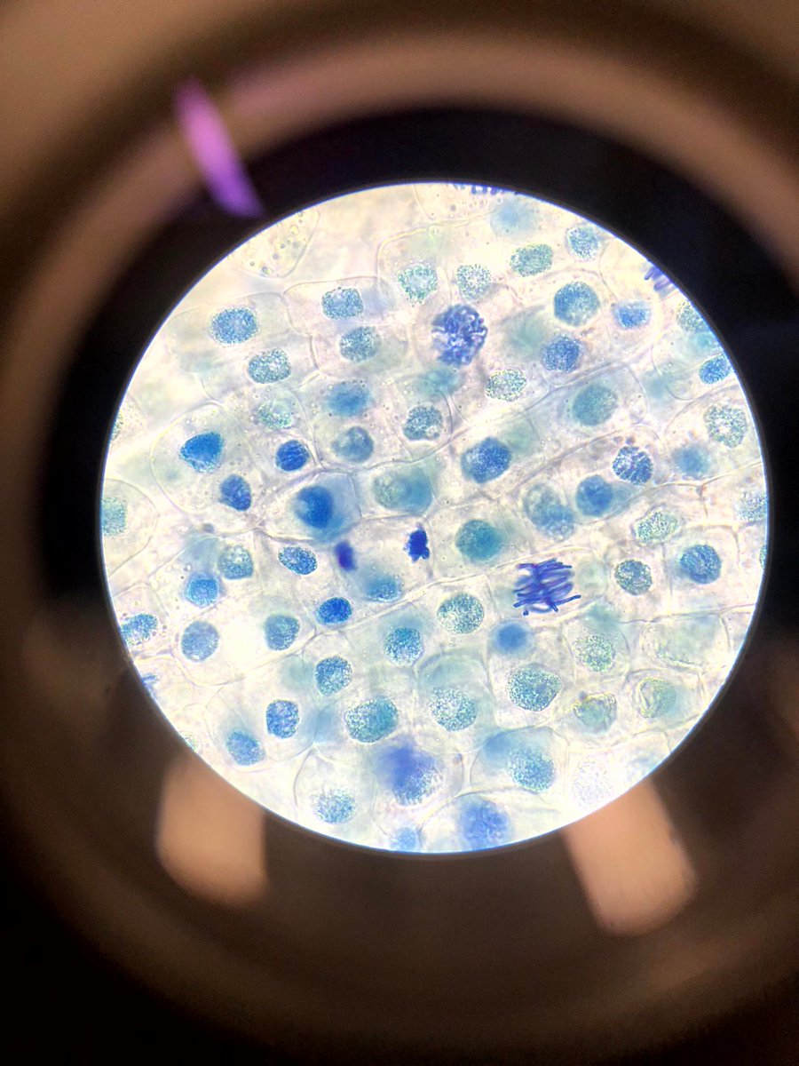 STEM Academy - Biology
In this lab students observed cell division by mitosis using garlic root tips!
#STEMAcademy #SFASU #ColeSTEMBuilding #NISD #Biology #DNA #Mitosis