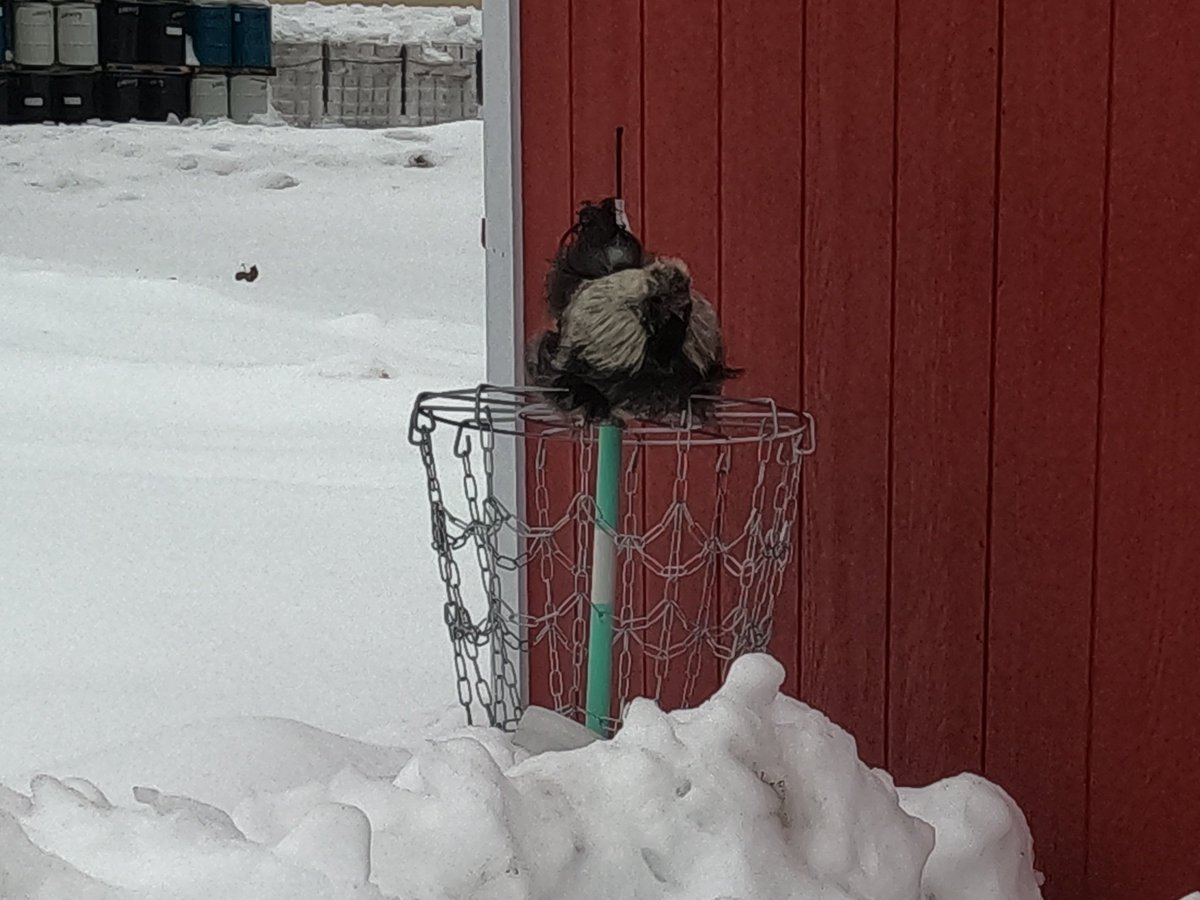 The new rooster is sick of the snow too.