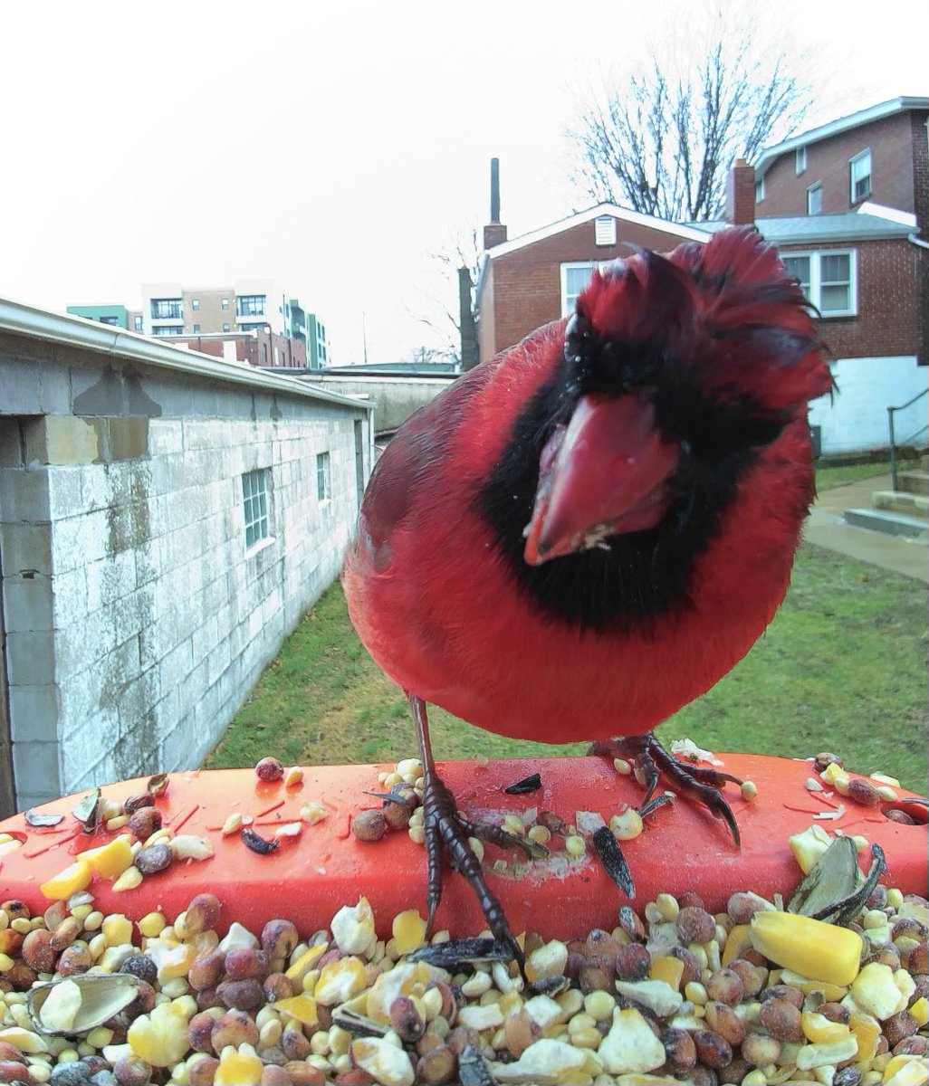 A little bird told me you haven’t registered for the #EarlyBirdSpecial which ends Sunday!   #Mac2023 is in Nashville May 22 - 25!  Register now at Macnetwork.org