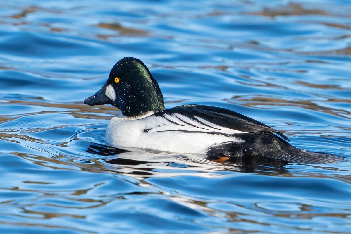 Most times I photograph Goldeneyes I feel like they're giving me a death glare. I seem to have escaped this one's notice.