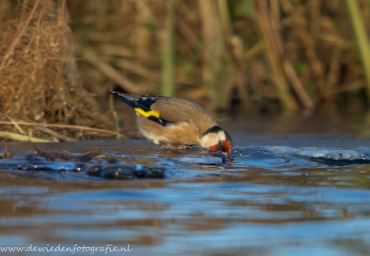 Rwindelange's tweet image. #Putter #dewieden