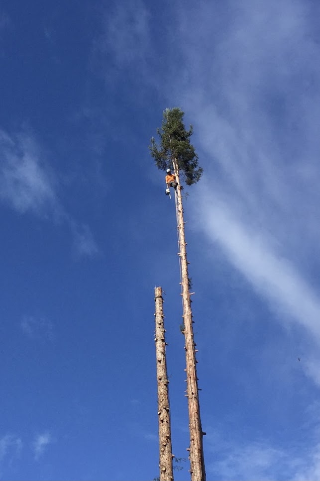 AlamoTree_Stump's tweet photo. Not satisfied with work done by other companies? Alamo Tree &amp; Stump Service will make sure the job is done right https://t.co/3Egy5lqHh5 #TreeCabling #FreeFirewoodNearMe #TreeStumpRemoval #StumpRemoval #TreeRemoval https://t.co/rdhOdAxDHu