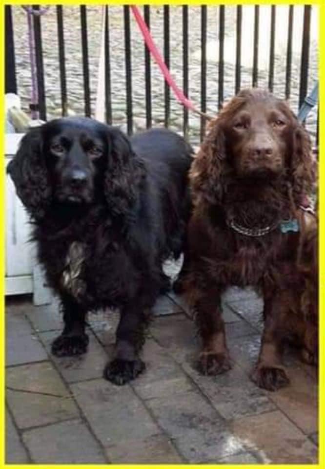 rosieDoc2's tweet photo. #SpanielHour 
BISCUIT taken one evening with her sister Missy from her home 
HEARD SCREAMING IN FEAR WHEN THEY DRAGGED THEM OUT
Middle aged #Cocker she’s NEVER had a litter as she has medical issues 
Chocolate/beautiful hazel eyes 

https://t.co/lqyYDqF8qN

@thomp918 @JacquiSaid https://t.co/NJNku6TMut