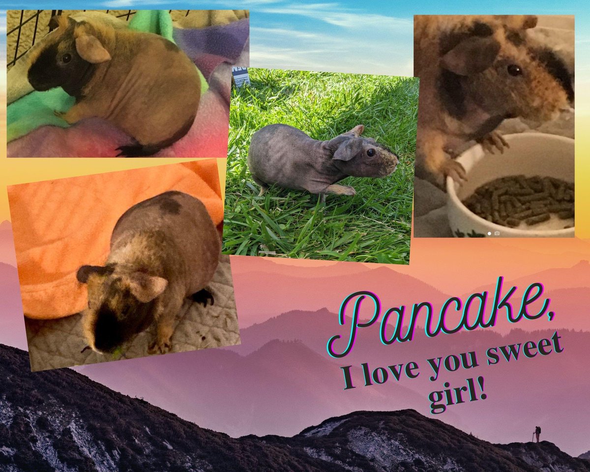 On the 28th of November my  partner in crime and cage mate Pancake passed away. I have been trying my best to help my (hoomin) Mama through the grieving process. I am doing okay, but mom and I are now ready to adopt a new piggie for her / cage mate for me.