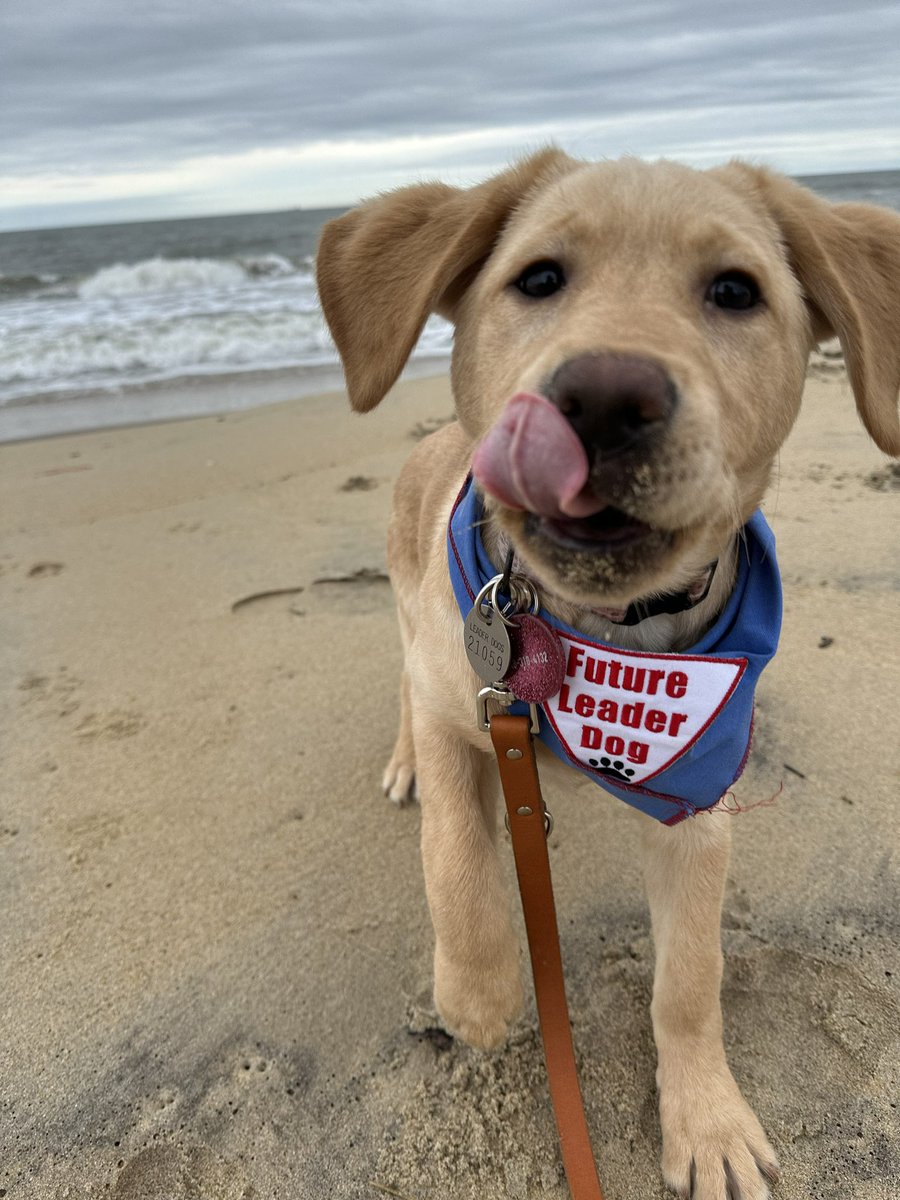 vball_crazy's tweet photo. Our sweet FLD Henley is 4 months old today! She is a great traveler &amp; hitting her groove w training https://t.co/XZa1bOnU62