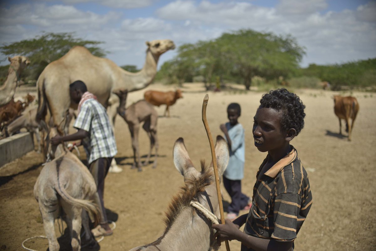 SPARC_Ideas (@sparc_ideas) on Twitter photo Despite facing #drought & #inflation, #community support & #conflict resolution mechanisms are helping #pastoralists in #Somalia to manage tensions & #conflict risk - <a href="/hpg_odi/">HPG (now on Bluesky: hpg-odiglobal.bsky.social)</a> <a href="/UNHCRSom/">UNHCR Somalia</a>
Read this brief by <a href="/LeighMayhewodi/">Leigh Mayhew</a> & our partners in Somalia👉 bit.ly/3iL2rc7 Despite facing #drought & #inflation, #community support & #conflict resolution mechanisms are helping #pastoralists in #Somalia to manage tensions & #conflict risk - <a href="/hpg_odi/">HPG (now on Bluesky: hpg-odiglobal.bsky.social)</a> <a href="/UNHCRSom/">UNHCR Somalia</a>
Read this brief by <a href="/LeighMayhewodi/">Leigh Mayhew</a> & our partners in Somalia👉 bit.ly/3iL2rc7