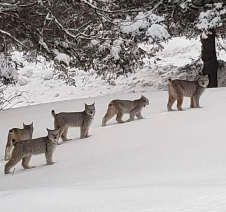 newscentermaine's tweet photo. 📷 Denise and Alan Michaud of Saint Agathe were enjoying their morning coffee when this happened! A mommy Canadian Lynx and her four babies crossed their front yard. Wild Maine is beautiful! https://t.co/pYiGpR9Qok