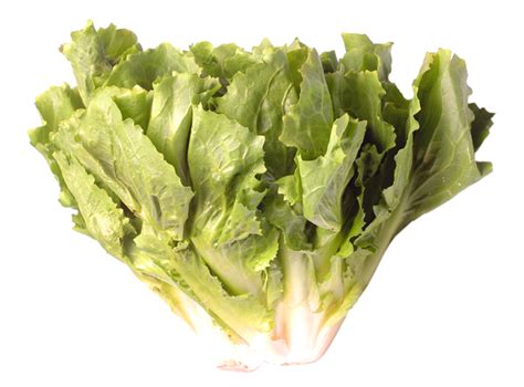 naoheroi's tweet photo. @JohnnaCrider1 This is chicory in Brazil, is it the same to you? https://t.co/SkLCnYw5uB