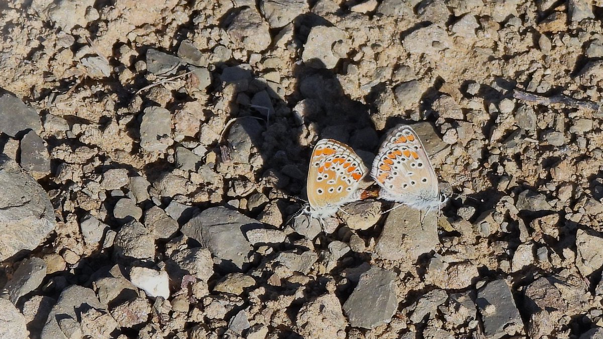 inja5248's tweet photo. #vlindermaand door @ErikDePay
dag 18/31 #Bruin_Blauwtje🦋 uit #Bucine #Toscana 🇮🇹 https://t.co/rm5SKj6fGm
