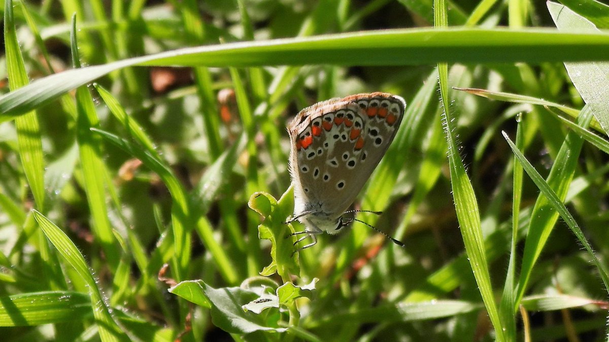 inja5248's tweet photo. #vlindermaand door @ErikDePay
dag 18/31 #Bruin_Blauwtje🦋 uit #Bucine #Toscana 🇮🇹 https://t.co/rm5SKj6fGm