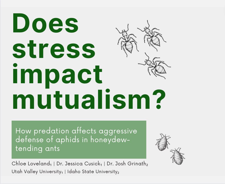 1/6 Mutualistic interactions, where both groups benefit, are impacted by environmental stressors. Thatch ants engage in mutualistic relationships w/ honeydew-producing aphids: ants aggressively defend aphids from predators (lady beetles) in exchange for sugary food #AnimBehav2023