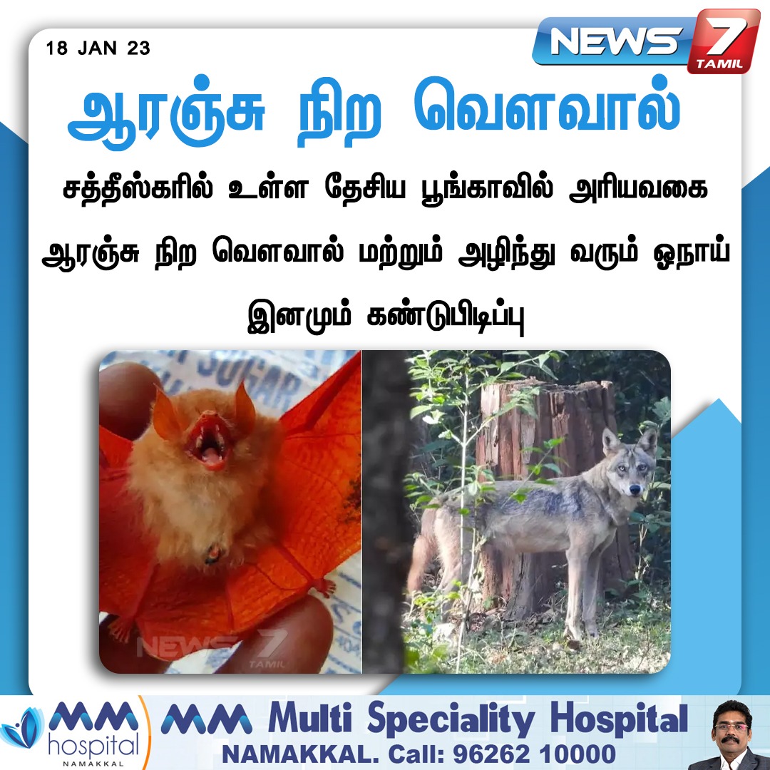 news7tamil's tweet photo. ஆரஞ்சு நிற வௌவால் 

#OrangeBat | #Bat | #Fox | #Chhattisgarh | #AnimalWelfare | #News7Tamil https://t.co/hUQ5jUFnf7
