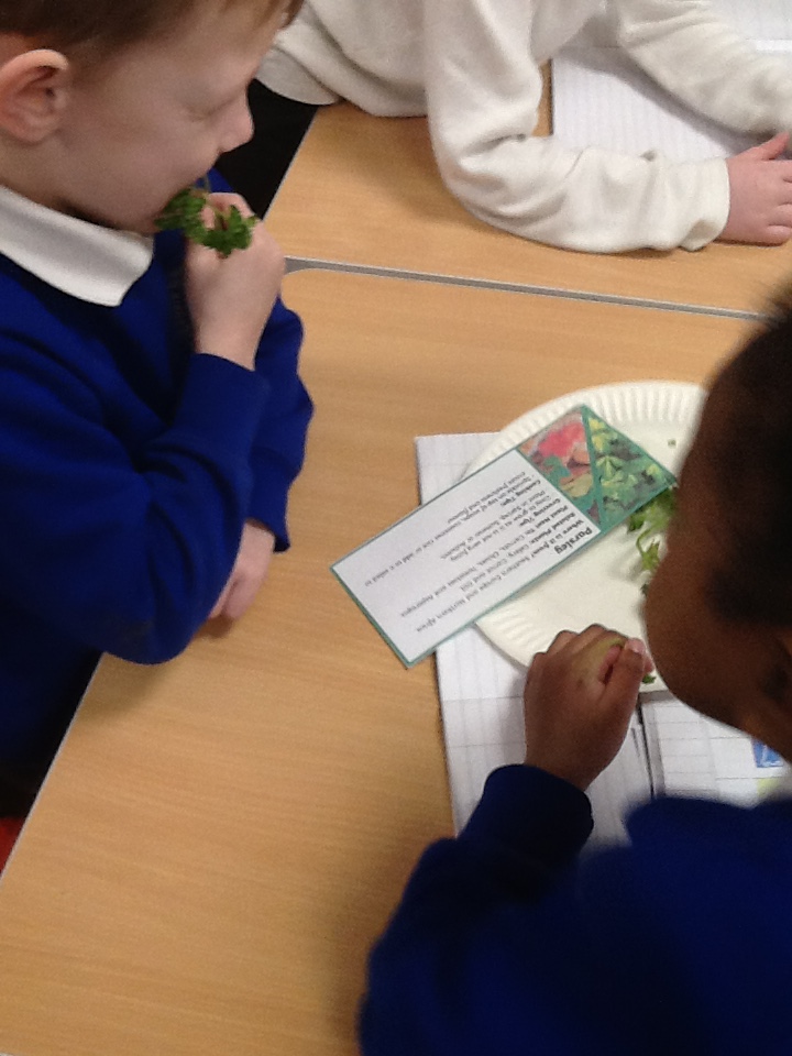 BelvedereTPA's tweet photo. As part of our Green Fingers Topic, Year 1 have been investigating the question "Which senses are most useful for identifying the differences between plants?" #tasting #bravestudents @The_IPC @thePioneerTPA https://t.co/hXooidVl1A