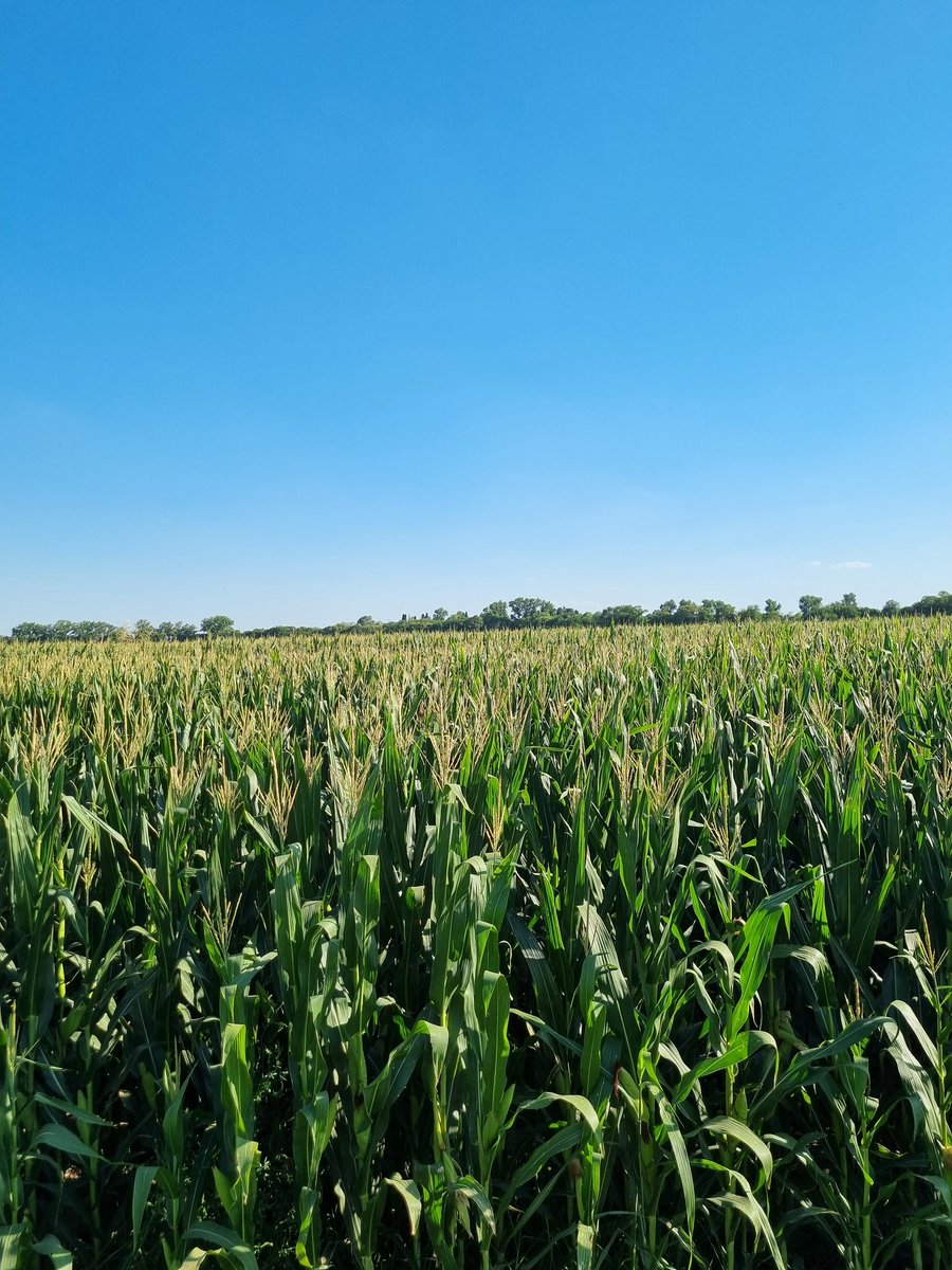gonllera's tweet photo. Con el ing Pablo bagnera recorriendo lotes de Acrux pwe y Borax pwu por el cinturon verde de cba.
@semillasnord
@ALZ_Agro 
@ALZAgroMercados https://t.co/YWZsUexTP6