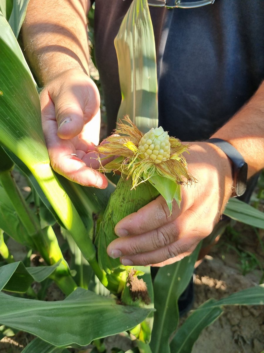 gonllera's tweet photo. Con el ing Pablo bagnera recorriendo lotes de Acrux pwe y Borax pwu por el cinturon verde de cba.
@semillasnord
@ALZ_Agro 
@ALZAgroMercados https://t.co/YWZsUexTP6