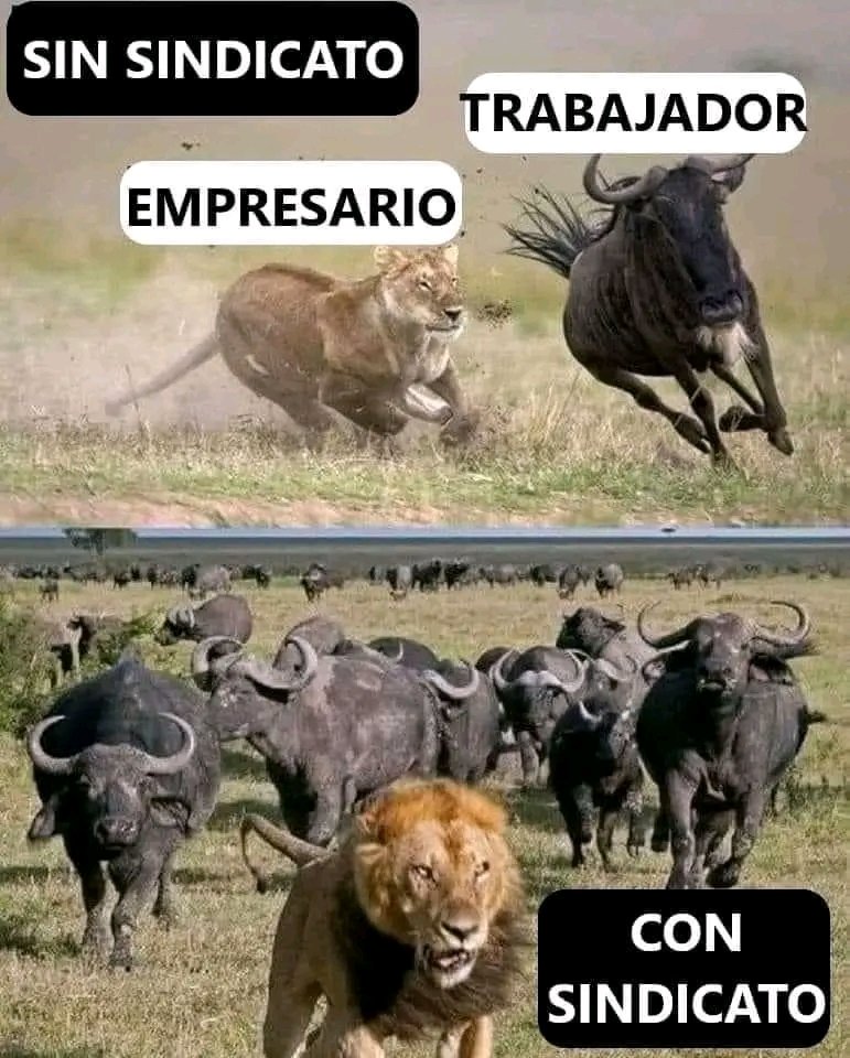xixoncntait's tweet photo. Somos la clase obrera quien con nuestro sudor hacemos funcionar este sistema, el mismo que nos da una patada a la hora de hacer el reparto de la riqueza. 

Sin organización no hay derechos
Sin derechos no hay dignidad

CNT-AIT: Tu herramienta de lucha. 

https://t.co/CGEDvXEJIa https://t.co/I9xWifTvgl