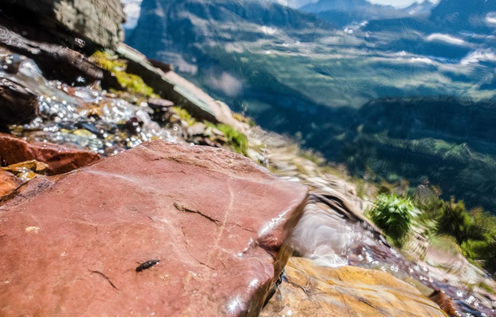 USFWSMtnPrairie's tweet photo. Meltwater Lednian and Western Glacier stoneflies have an uncertain future due to the changes and disruptions to the supply of cold meltwater from glaciers and snowfields, both of which are critical to the survival of these little stoneflies. https://t.co/TqTqWMe1ak