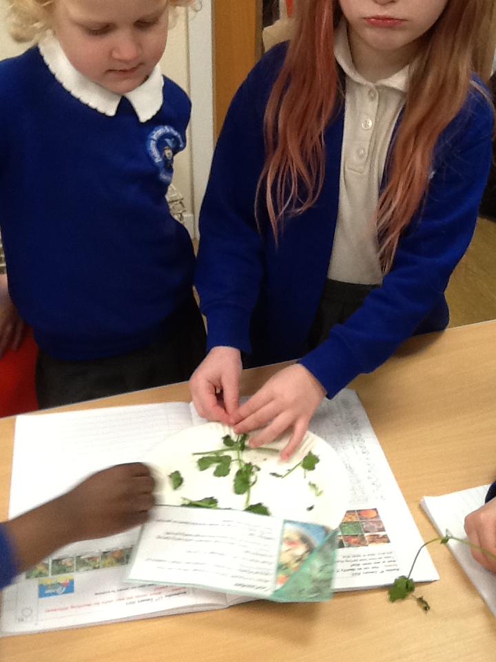 BelvedereTPA's tweet photo. As part of our Green Fingers Topic, Year 1 have been investigating the question "Which senses are most useful for identifying the differences between plants?" #tasting #bravestudents @The_IPC @thePioneerTPA https://t.co/hXooidVl1A